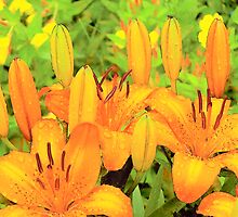 Lily Patch by Gene Cyr