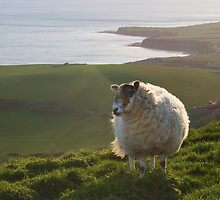 Here's Looking At Ewe, Kid! by RedHillDigital