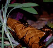 SYDNEY AFTER DARK ....NOT FOR THE SQUEAMISH!!! by Cheryl Hall