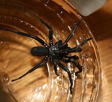 Warning! Warning! Spider Alert! Don't panic!!! by Denzil