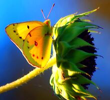Butterfly Kisses by Wieberg Photography