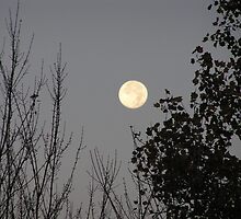 Moon Time, Sometimes At Night... by insights