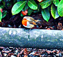 Robin by Lee Kerr