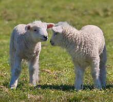 Baa baa... by Krys Bailey