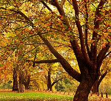 Bega during autumn by Darren Stones