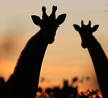 Giraffe Sunset - African Wildlife - Peaceful Tranquility by LivingWild