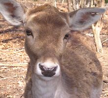 ~Precious Deer~ by Cindy Lemoi