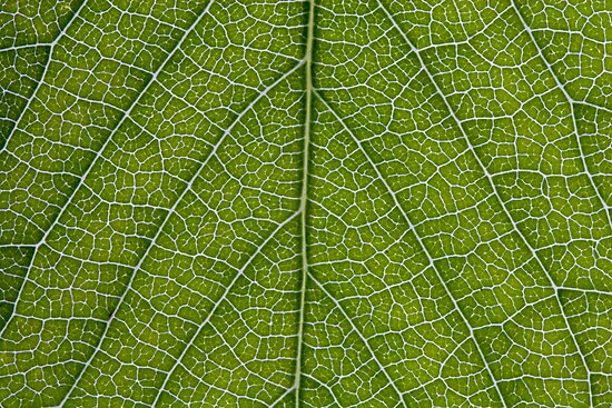 Veins Leaf