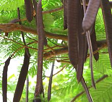 Unknown species (Cuba) by jdmphotography