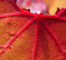 Autumn by Maryanne Lawrence