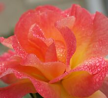Rose of friendship - open and receiving the morning dew! Lee Family Garden by leih2008
