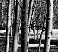 A Touch Of Winter by Varinia - Globalphotos