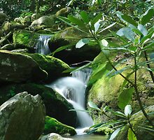 Hidden Gem by Gary L Suddath