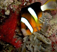Dude! Stay away from my eggs! by Michael Powell