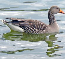 A Greylag Goose by AARDVARK
