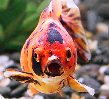 To My Astonishment by taterbug