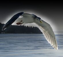 Soaring Seagull by Mark Payne