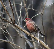 Stand Tall and Be Proud! by Holly Schimpf