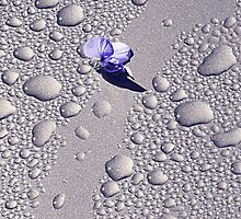 Blue by Duncan Waldron