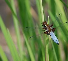 Chaser at rest by Charlotte Rose