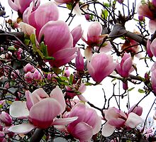Heaven Scent by Elenne Boothe