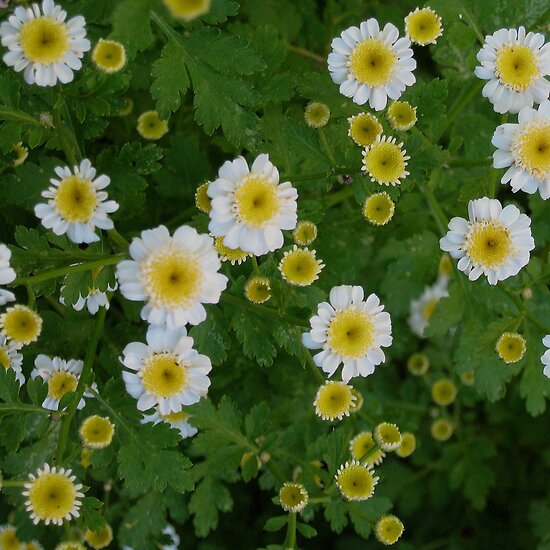 Mini Daisies