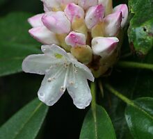 here come the rhodies by Christopher Ewing