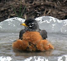 The Soak by Phyllis Wilson