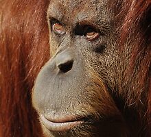 Orangutan by monkeyboy