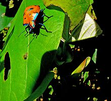 SMALL, PRETTY, & DESTRUCTIVE by Ekascam