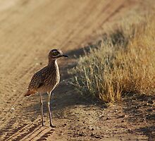 Spotted Thick-Knee by Hannah Shaw