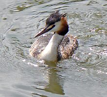 A Greater Crested Grebe by AARDVARK