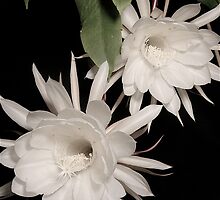 Hoounaia Lani (Heaven Sent) by Kuulei2you