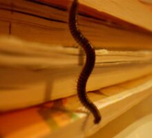 slither by jvanoverbeek