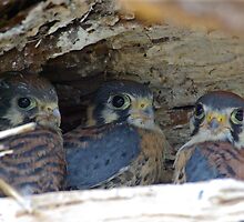 Baby Falcon Trio by Molly Kinsey