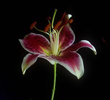 Star Gazer by suzannem73