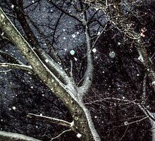 Trees In The SnowStorm by Jane Neill-Hancock