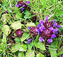 selfheal by NordicBlackbird