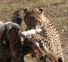 Cheats chickin dinner by Robert Deaton