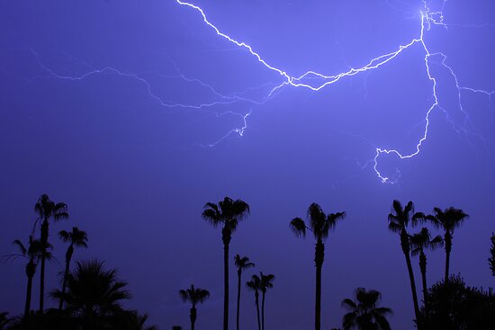 trees and lightning