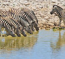 Zebra - African Wildlife - Lined up for Life by LivingWild
