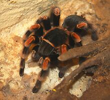 Red-kneed Tarantula by jdmphotography