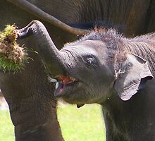 Baby elephant 3 of 4 by jdmphotography