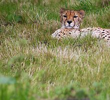 Cheetah by jdmphotography