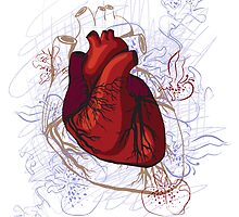 drawing of the heart, anatomical by OlgaBerlet