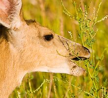 Mule Deer Munchies by Jay Ryser