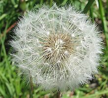 Just Dandy by Monnie Ryan