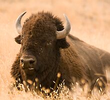 Bison at Rest by LarryGambon