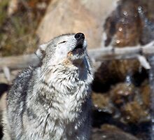 Wolf Cry by LarryGambon