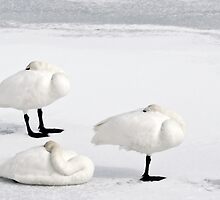 Snow Geese by LarryGambon